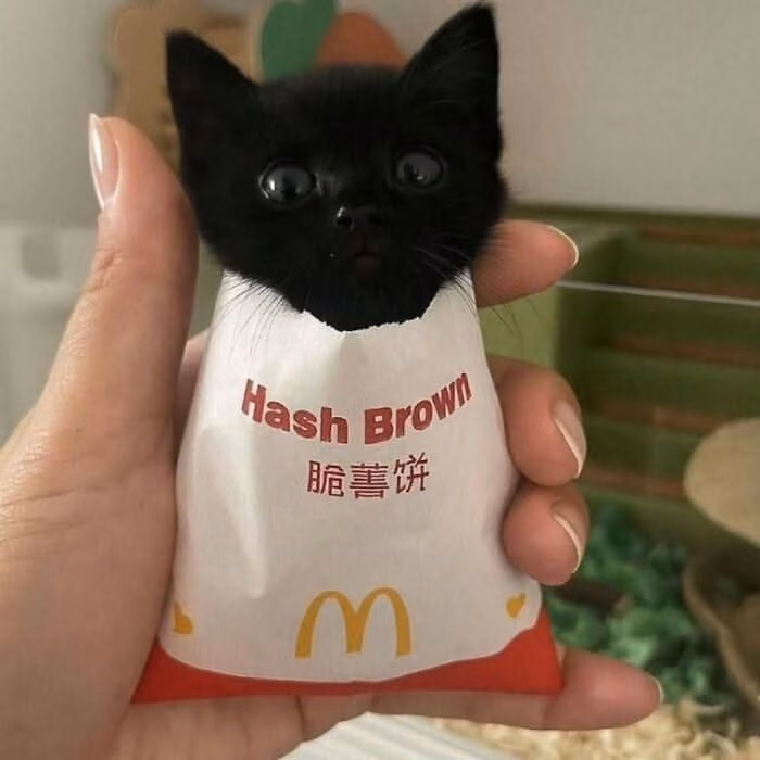 Cats